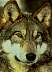 wolf.jpg