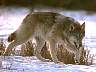 wolf011.jpg