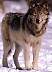wolf014.jpg