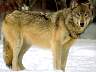 wolf015.jpg