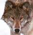 wolf017a.jpg