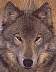 wolf036b.jpg