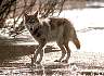 wolf038.jpg