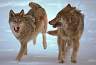 wolf051.jpg