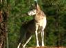 wolf064.jpg