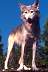 wolf068a.jpg