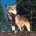 wolf070.jpg