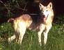 wolf072.jpg