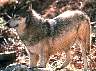 wolf078.jpg