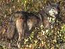 wolf095.jpg