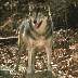 wolf097.jpg