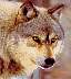 wolf142a.jpg