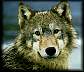 wolf2.jpg