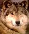 wolves01.jpg