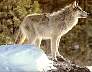 wolves09.jpg